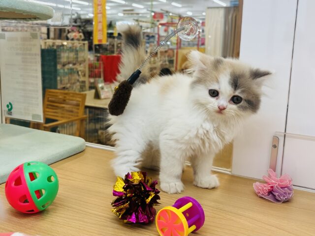 スコティッシュフォールド