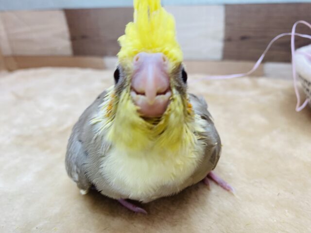 オカメインコ