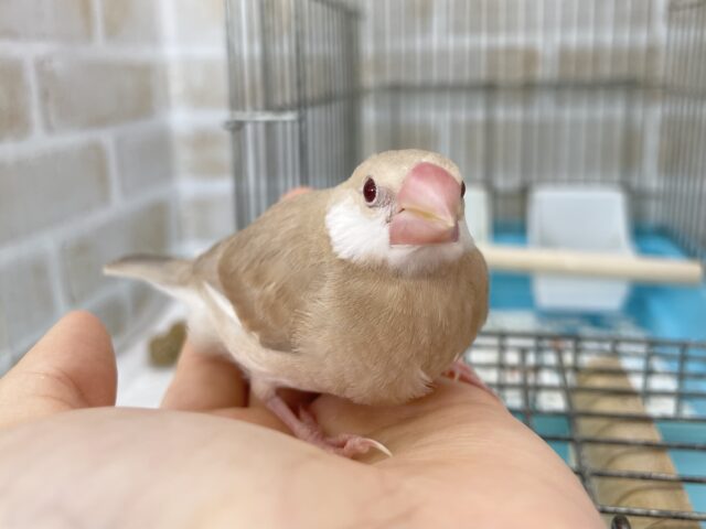 シナモン文鳥