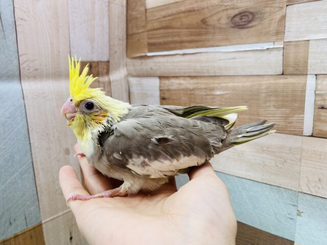 オカメインコ