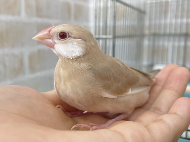 シナモン文鳥