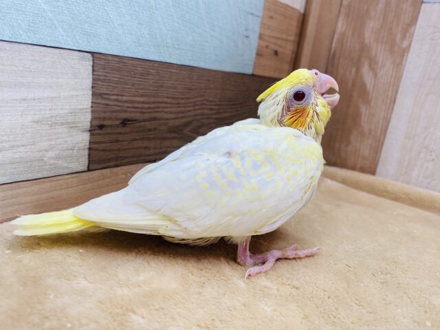 オカメインコ