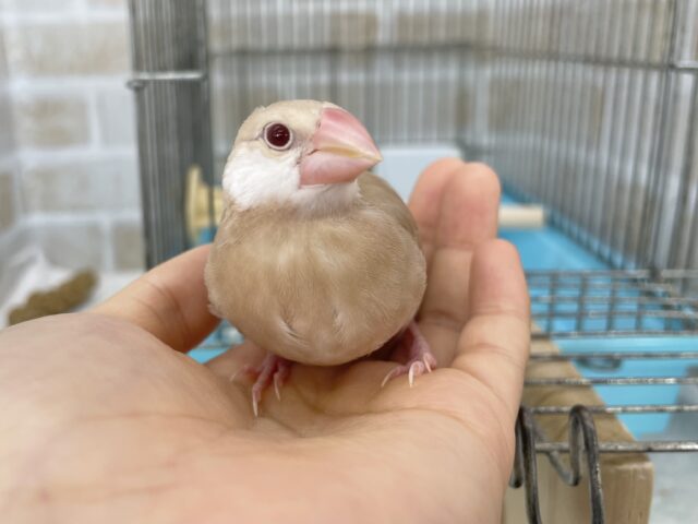 シナモン文鳥
