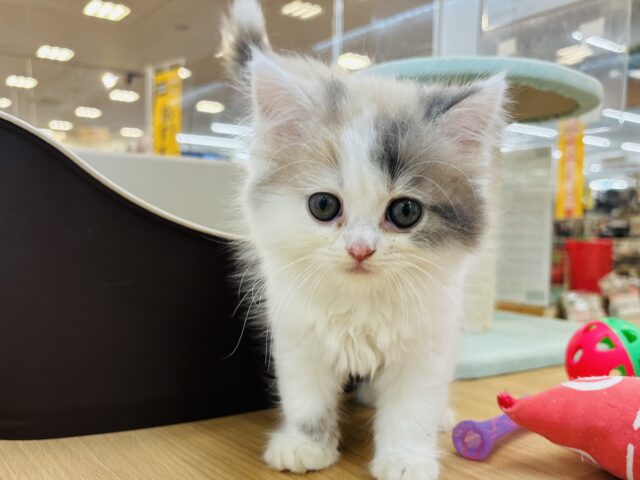 スコティッシュフォールド