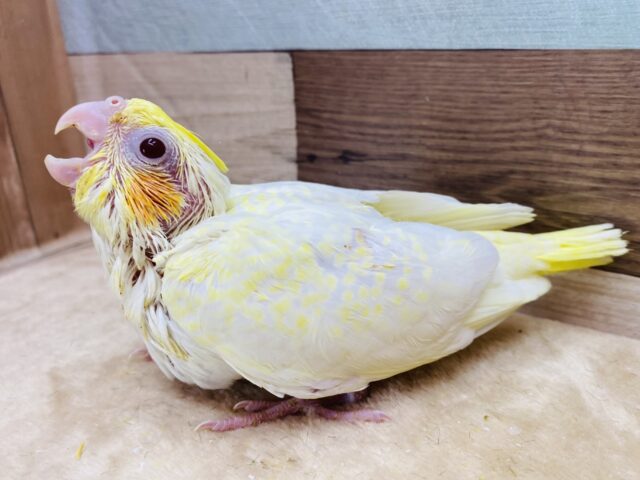 まん丸赤目がチャームポイントのオカメインコ❤️ルチノーカラー！！