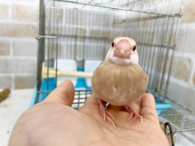 シナモン文鳥