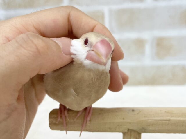 シナモン文鳥