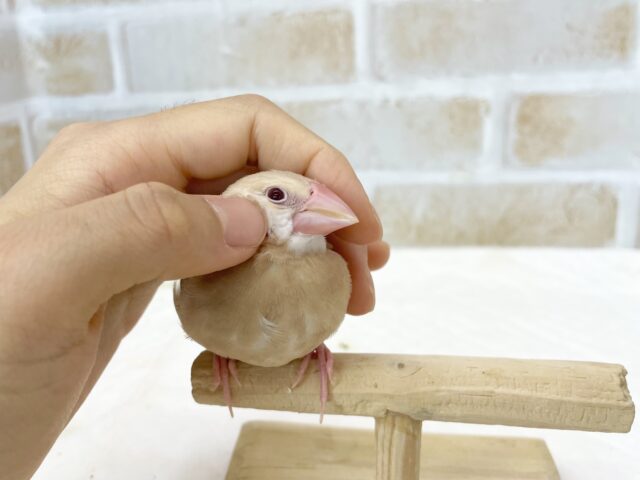 シナモン文鳥