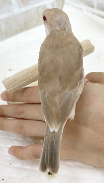 シナモン文鳥