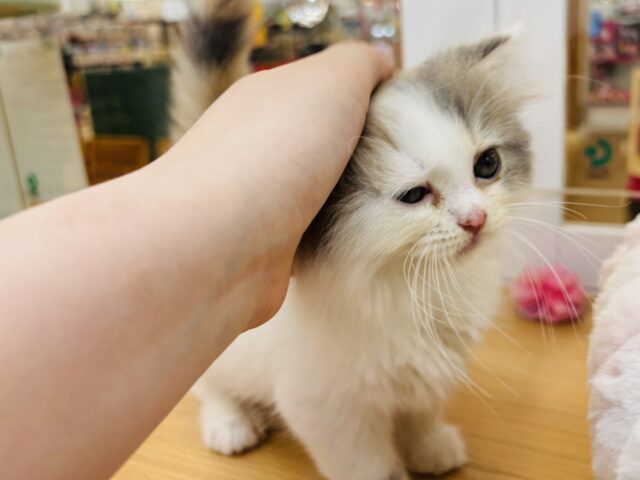 スコティッシュフォールド