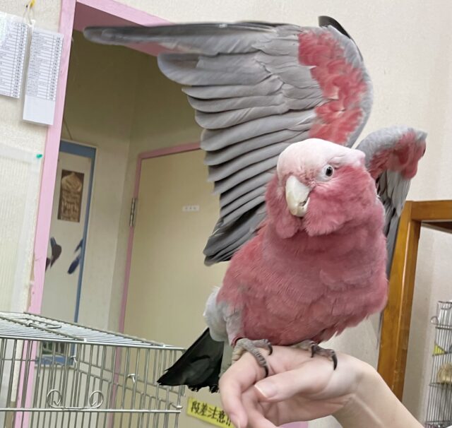 モモイロインコ