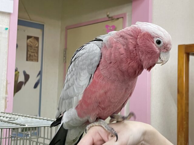モモイロインコ