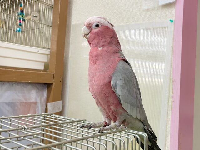 モモイロインコ