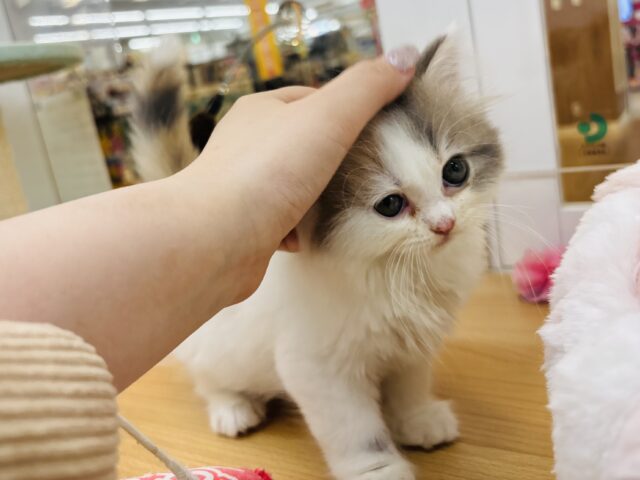 スコティッシュフォールド