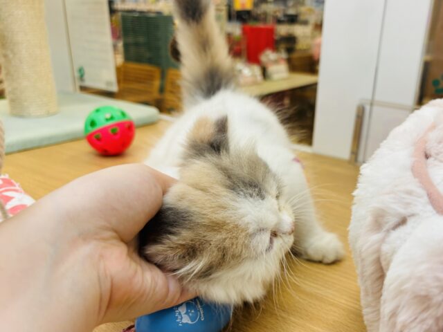 スコティッシュフォールド
