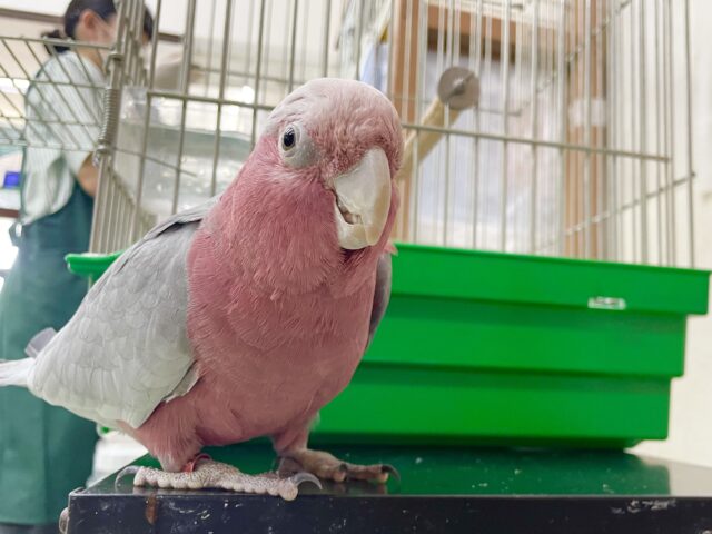 モモイロインコ