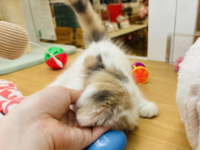 スコティッシュフォールド