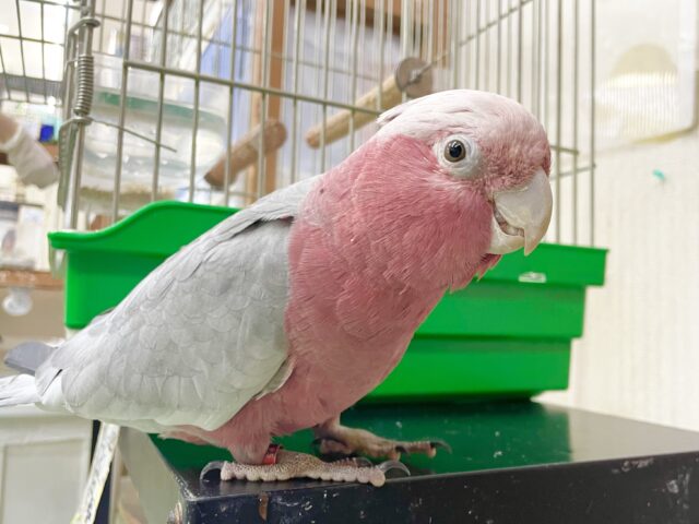 モモイロインコ