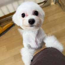 寄り添ってもいい？元気いっぱいガール💛ビション✖️チワワのMIX犬の女のコきました✨️
