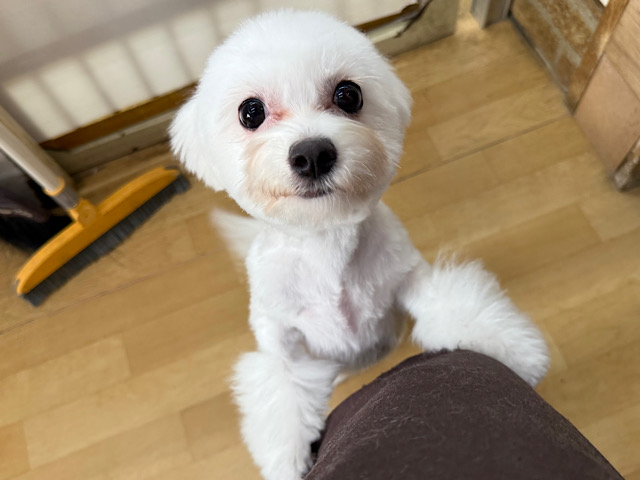 寄り添ってもいい？元気いっぱいガール💛ビション✖️チワワのMIX犬の女のコきました✨️