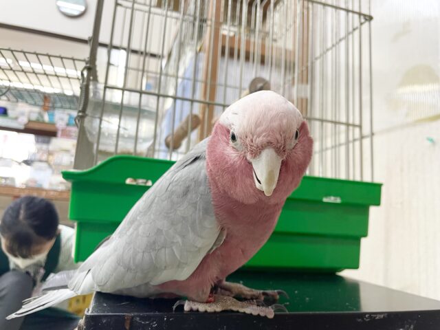 モモイロインコ