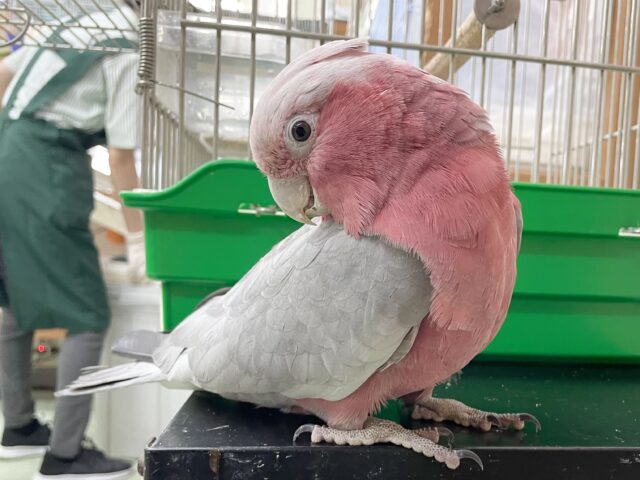 モモイロインコ