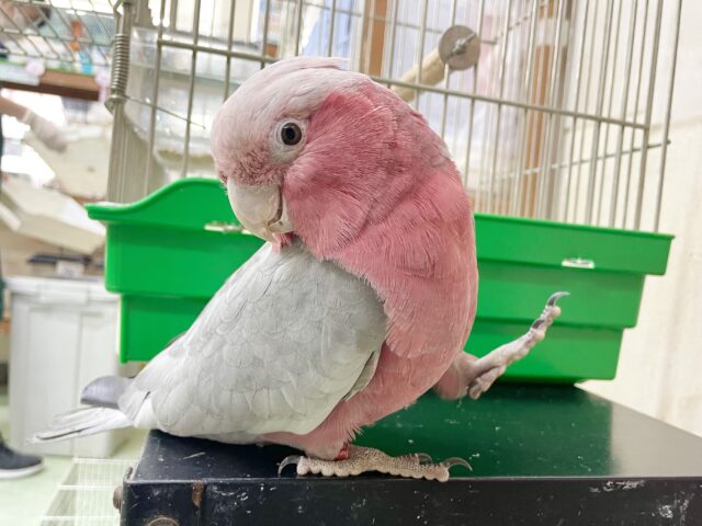 モモイロインコ