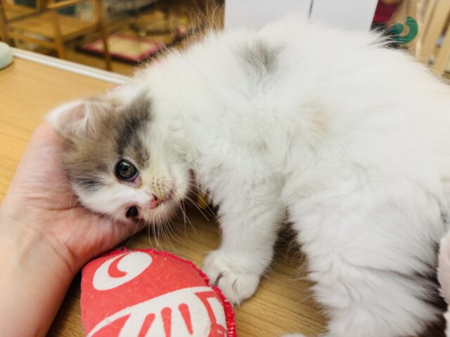 スコティッシュフォールド
