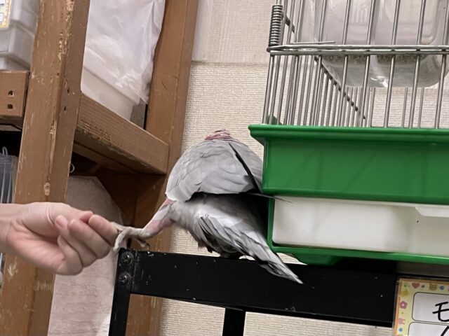 モモイロインコ