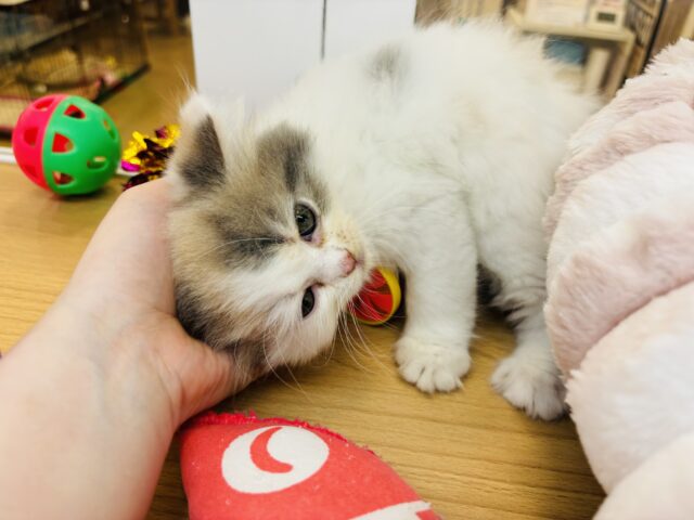 スコティッシュフォールド
