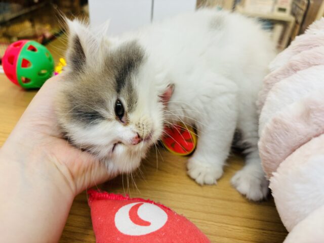 スコティッシュフォールド