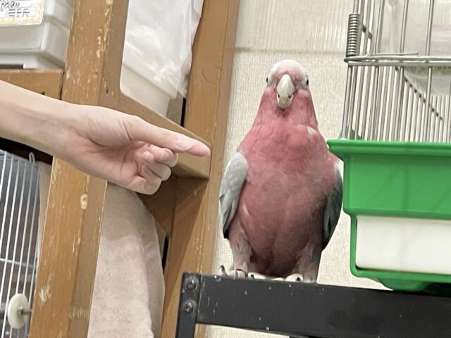 モモイロインコ