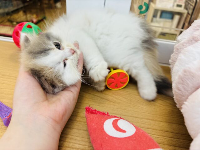 スコティッシュフォールド