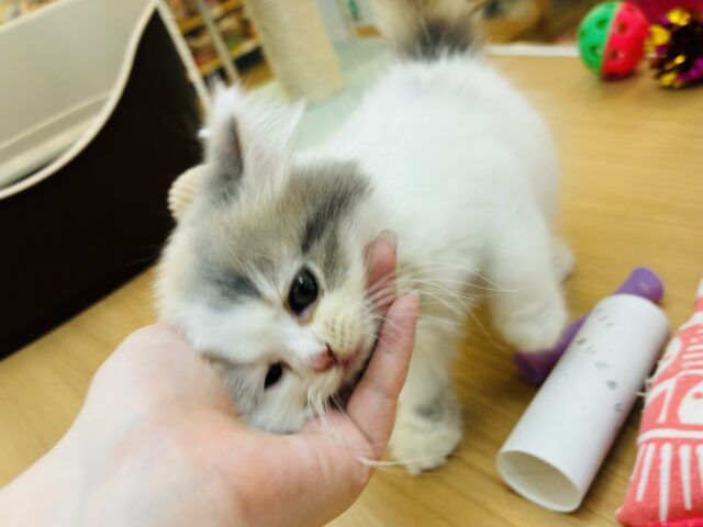 スコティッシュフォールド
