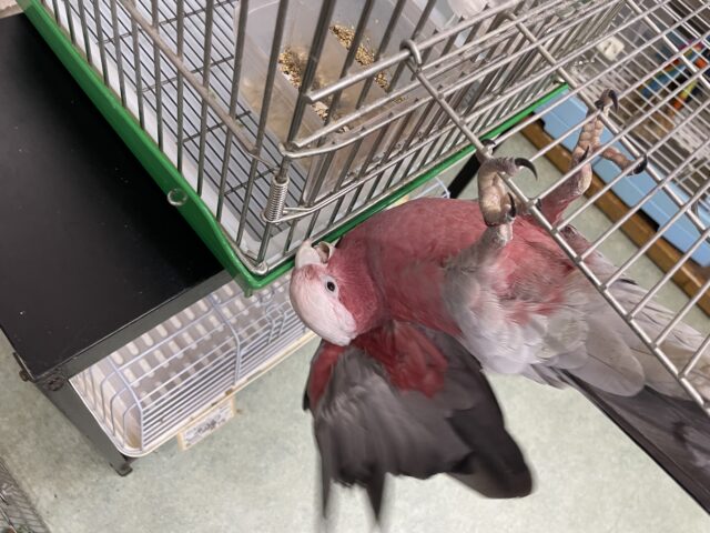 モモイロインコ