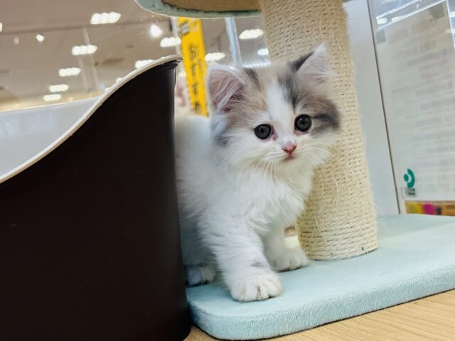 スコティッシュフォールド