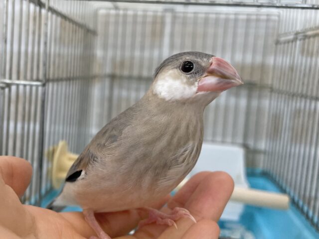 桜文鳥