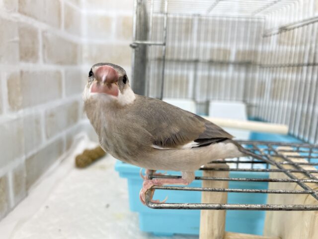 桜文鳥