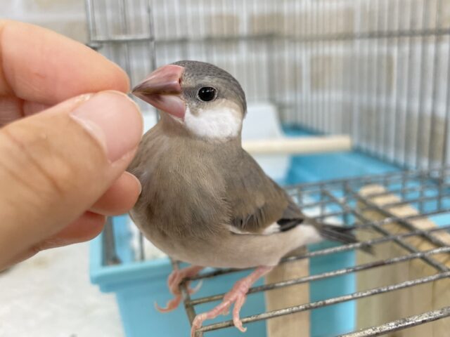 桜文鳥