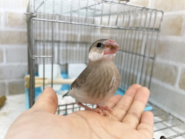 桜文鳥