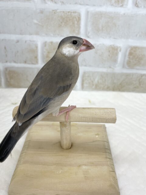 桜文鳥