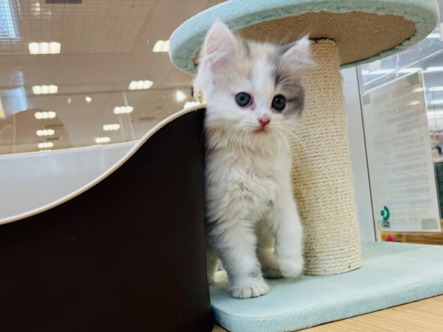 スコティッシュフォールド