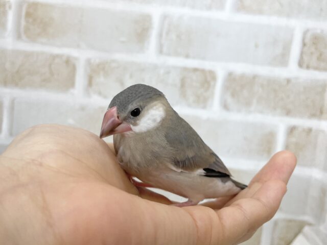 桜文鳥