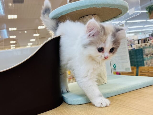 スコティッシュフォールド