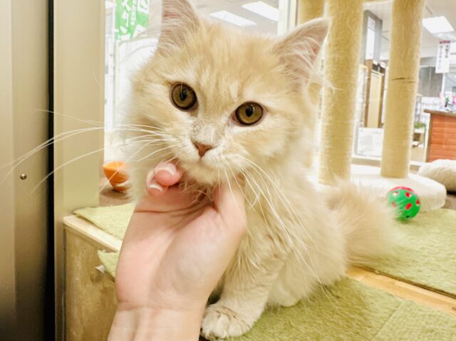 たくさん甘えたい♡♡ミヌエットの男の子