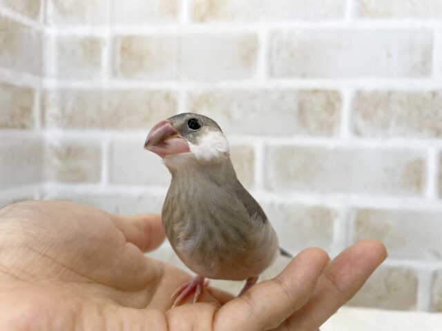 桜文鳥