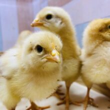 コケコッコーの姿までもう少し🥰ピヨピヨちゃんなボリスブラウン🐣