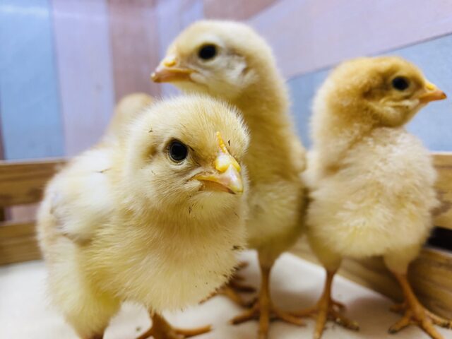コケコッコーの姿までもう少し🥰ピヨピヨちゃんなボリスブラウン🐣
