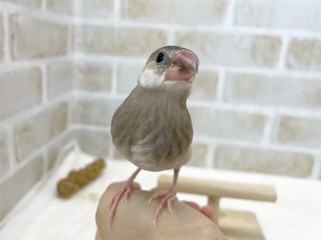 桜文鳥