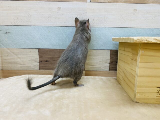 デグー